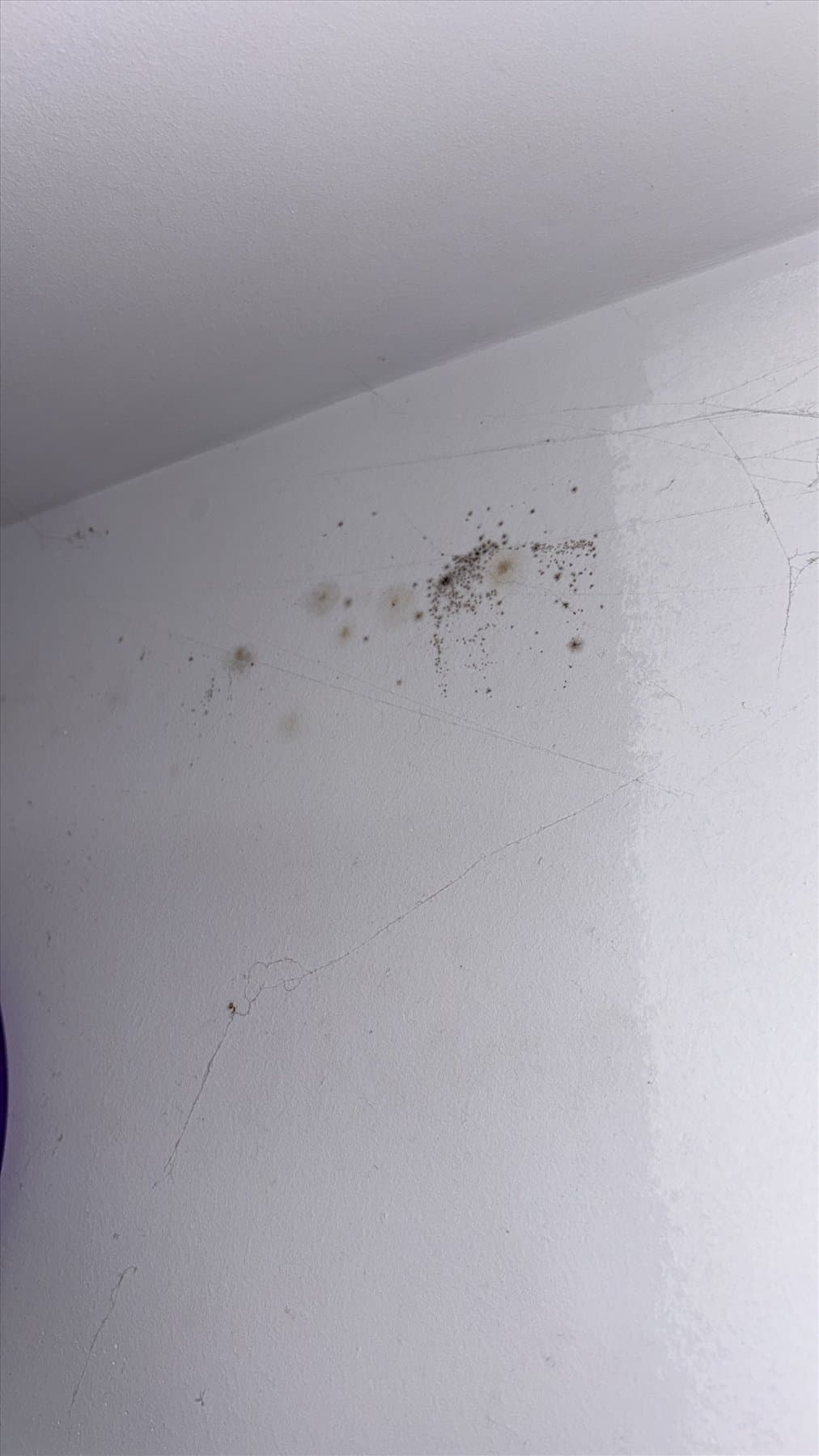 Visible moisture spotting on a bathroom wall in New Westminster